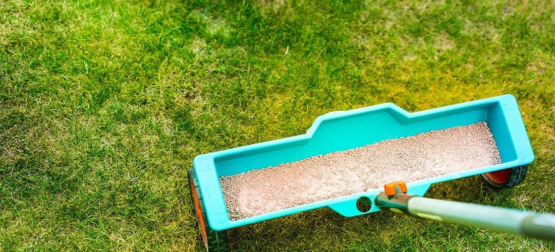 Close up of gardener feeding lawn.