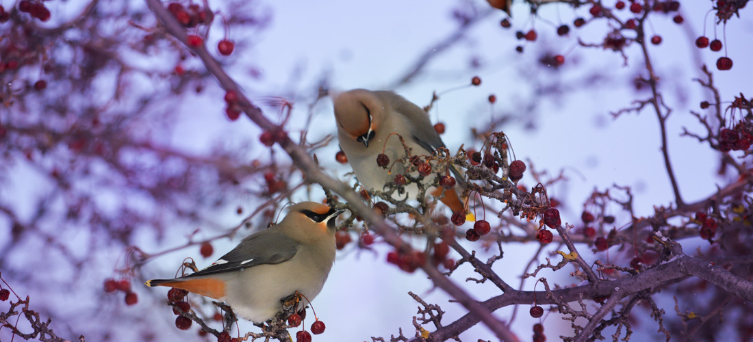 Birds eating berries on tree branches