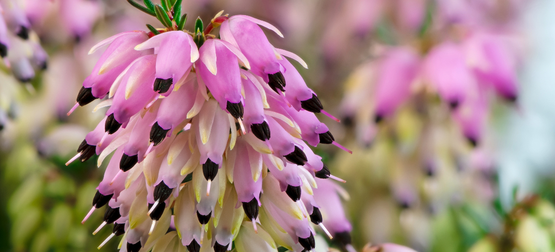 Winter flowering Heather plant