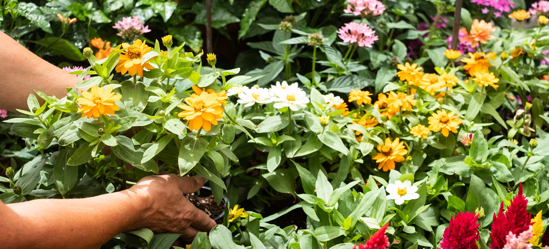 Women tending to colourful flowers in garden