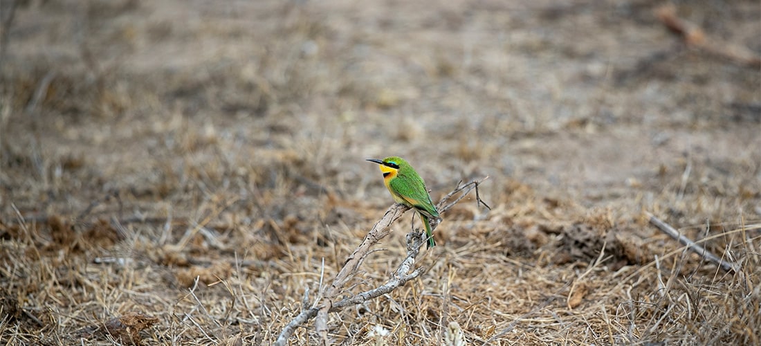 Bird perchin on twig in dead lawn.