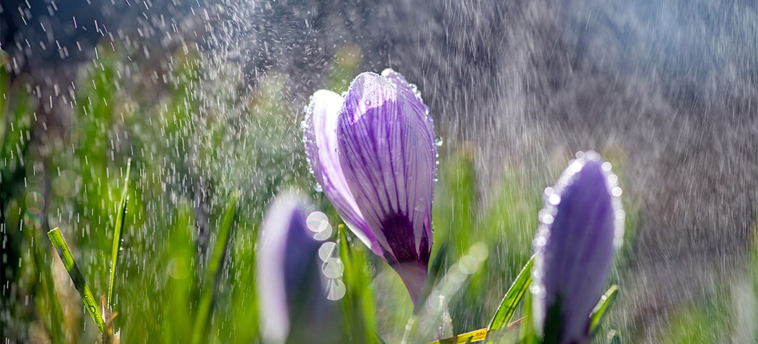 Light rain on on purple spring crocus.