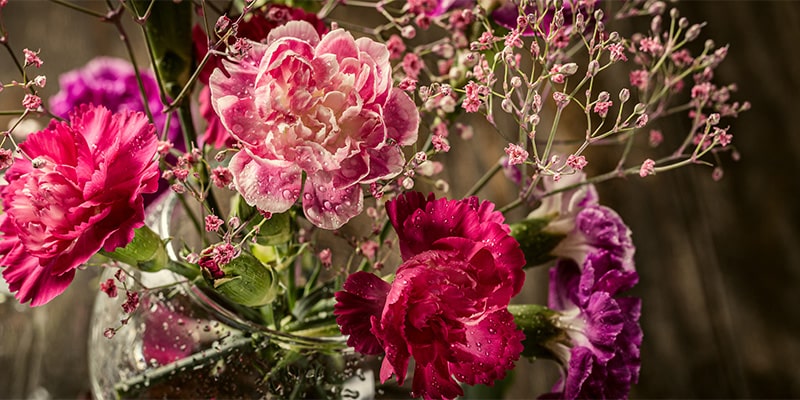 Bouquet of pink carnations.