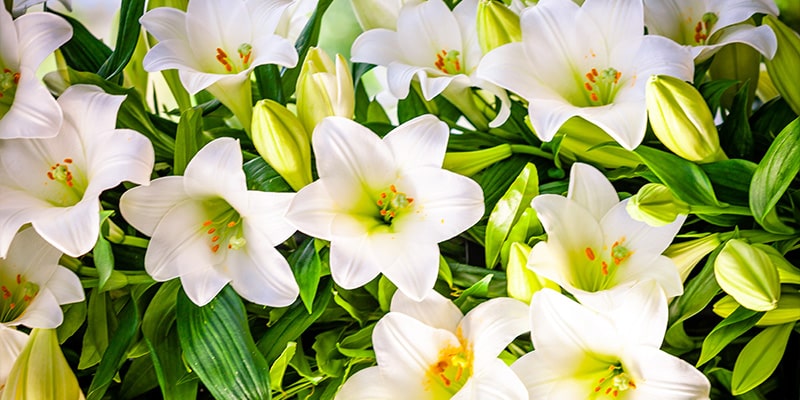 Bouquet of white lillys.