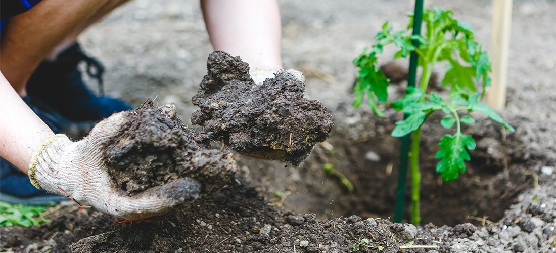 Gardener in white gloves holding clay in soil.