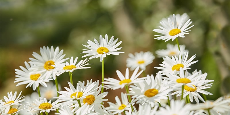 A bed of daises in a garden.