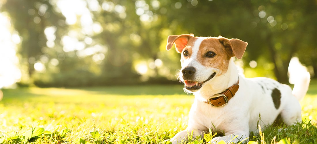 Jack Russle sitting on lawn.