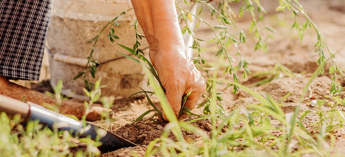 Close up of gardener pulling weeds.