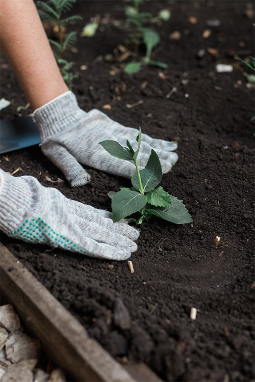 Gardener planting seedling in garden bed.