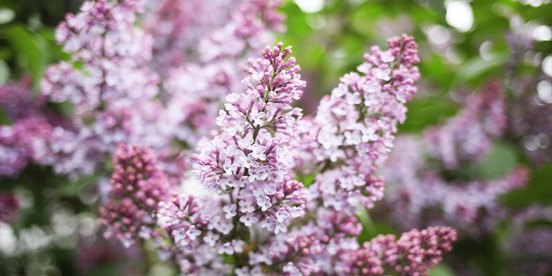 Lilacs blossoming in garden.