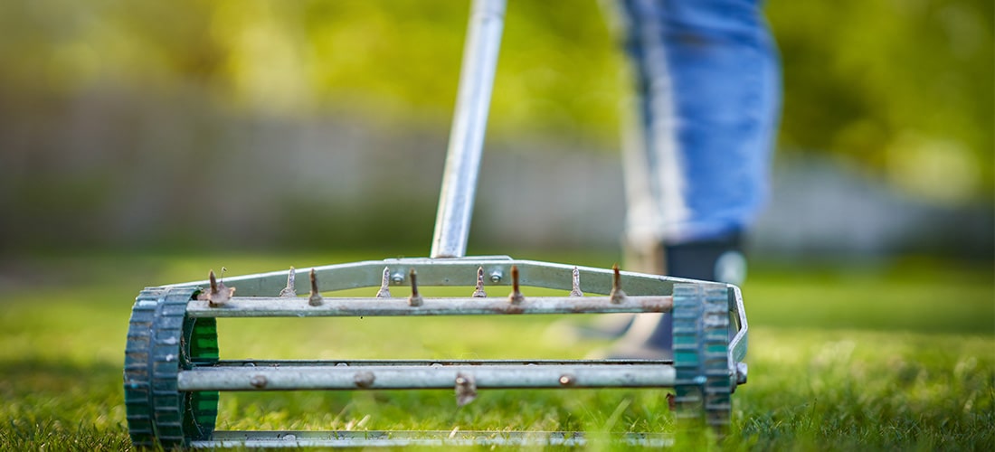 Gardener using grass aeroator on mown lawn.