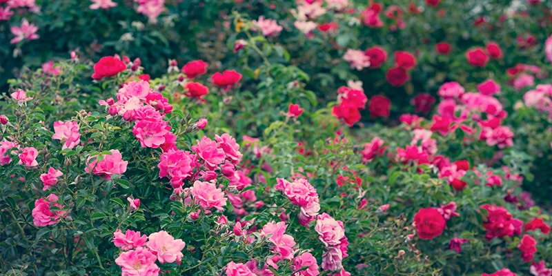 Rose bushes in back garden.