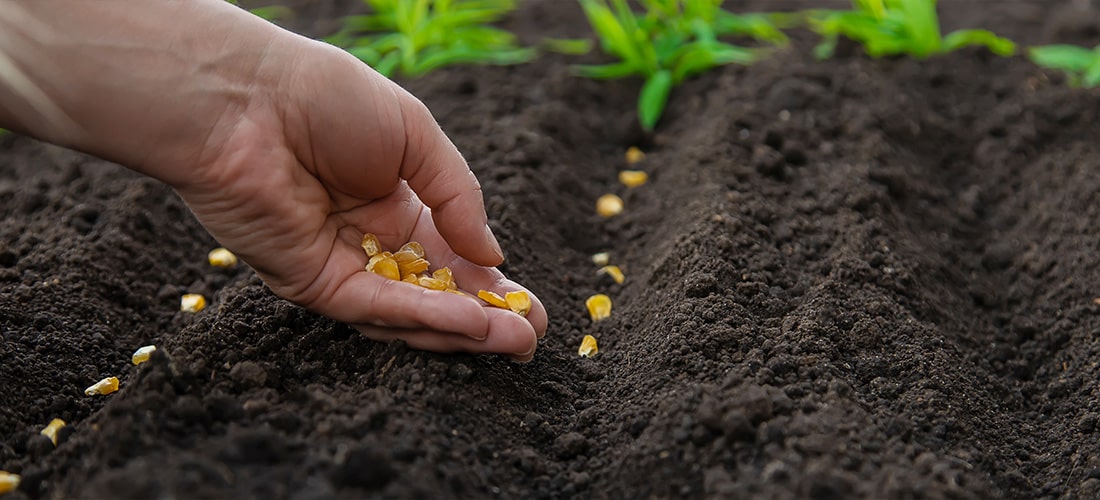 Gardener sowing seeds in garden.