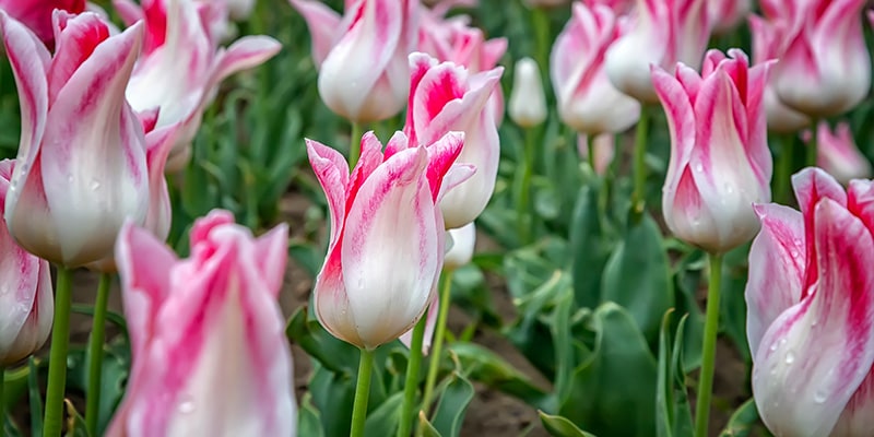 Close up of tulips in back garden.